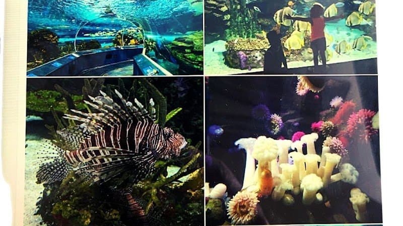 Skylink Limousine service photo 5